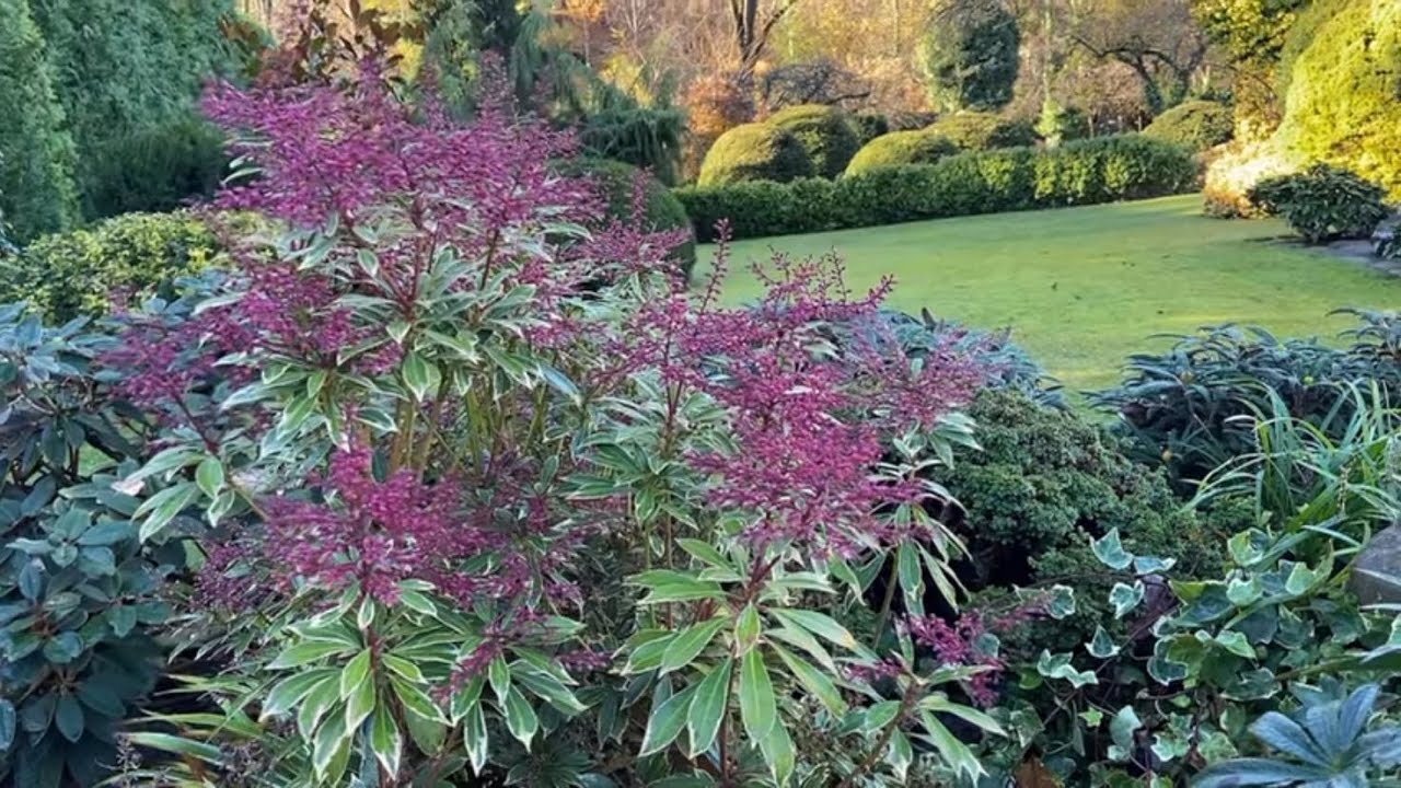 Pieris japoński - niezwykle atrakcyjna odmiana ,Polar Passion&rsquo;