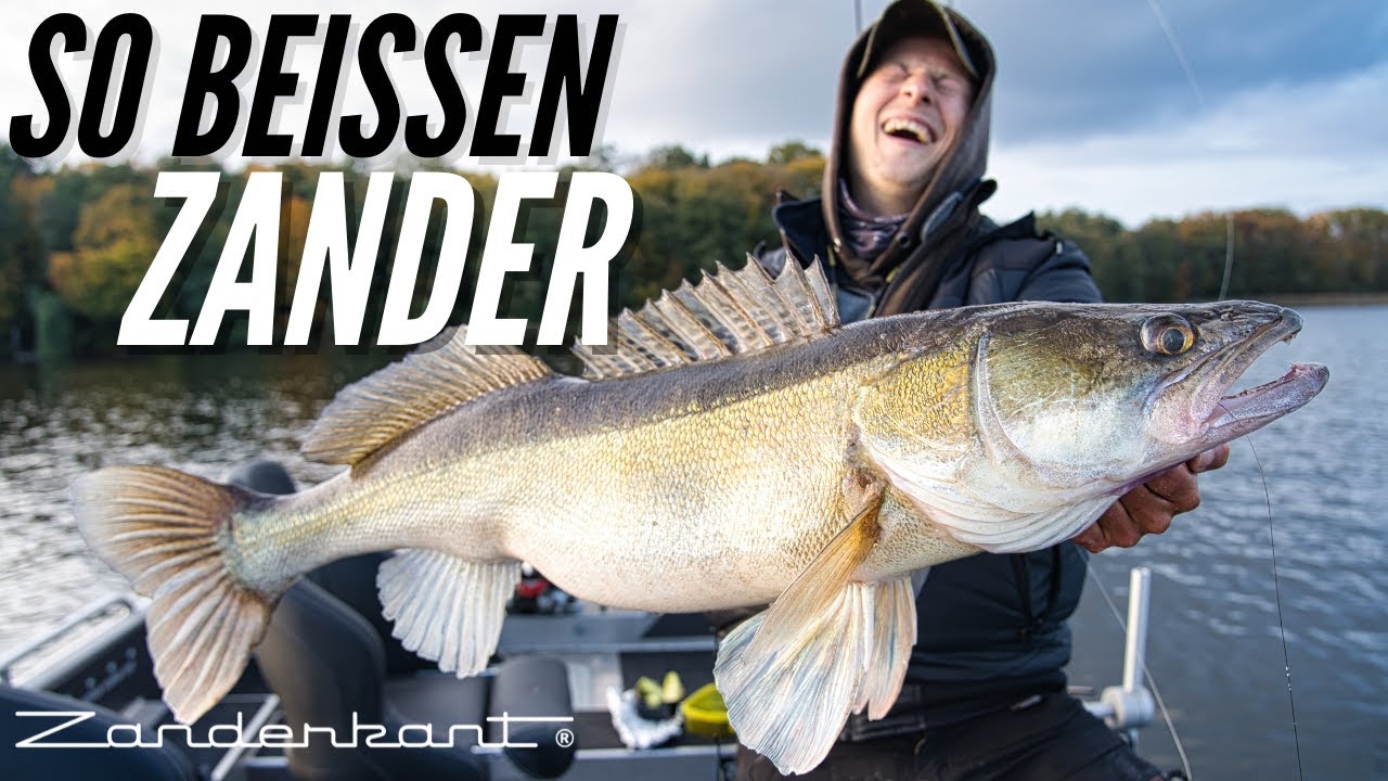 Wie reagieren gro&szlig;e Zander auf unsere K&ouml;der?