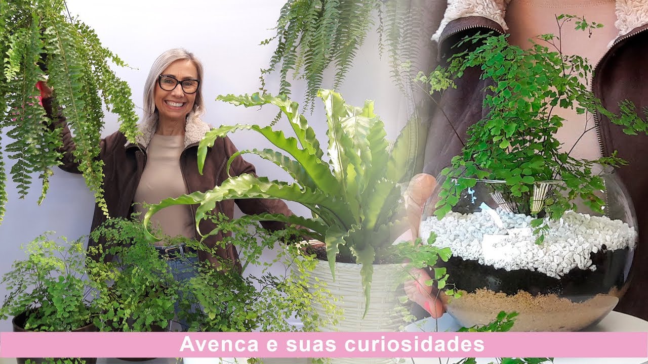 Como cuidar da planta Avenca | Flávia Kremer