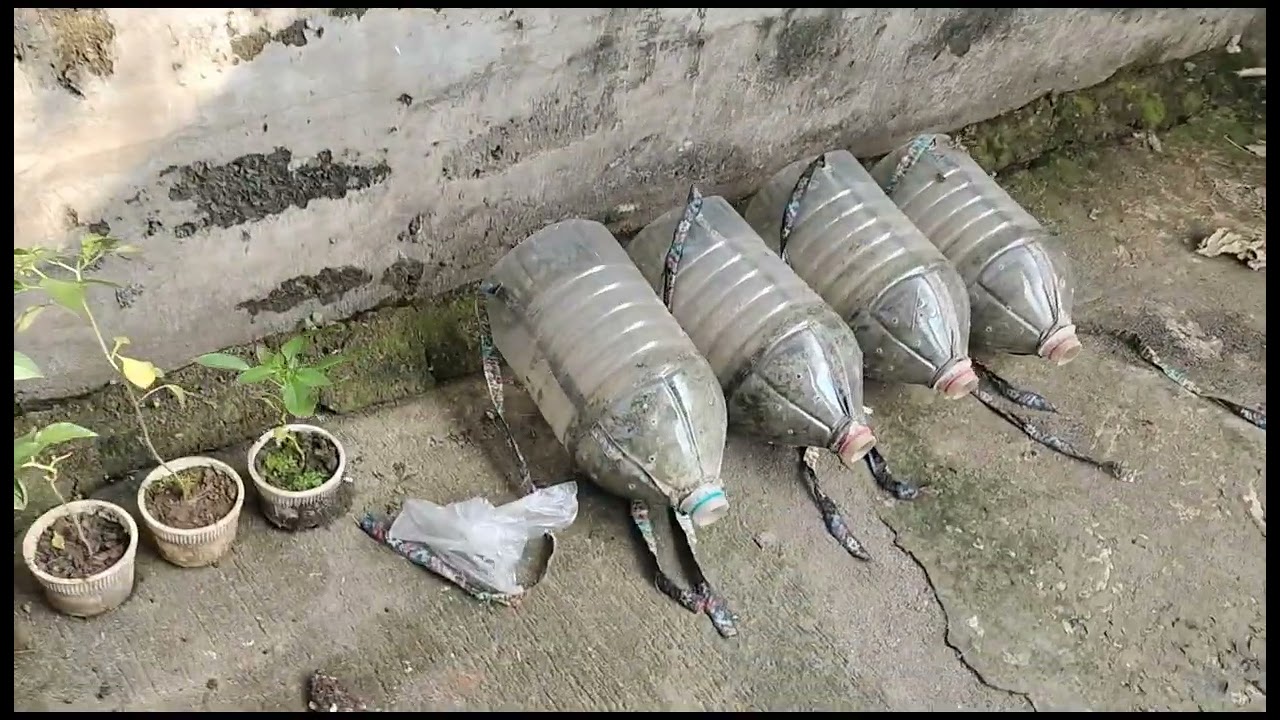 Ganito lang ang gagawin sa pagtatanim ng sili na green pang sigang kung wala ka garden