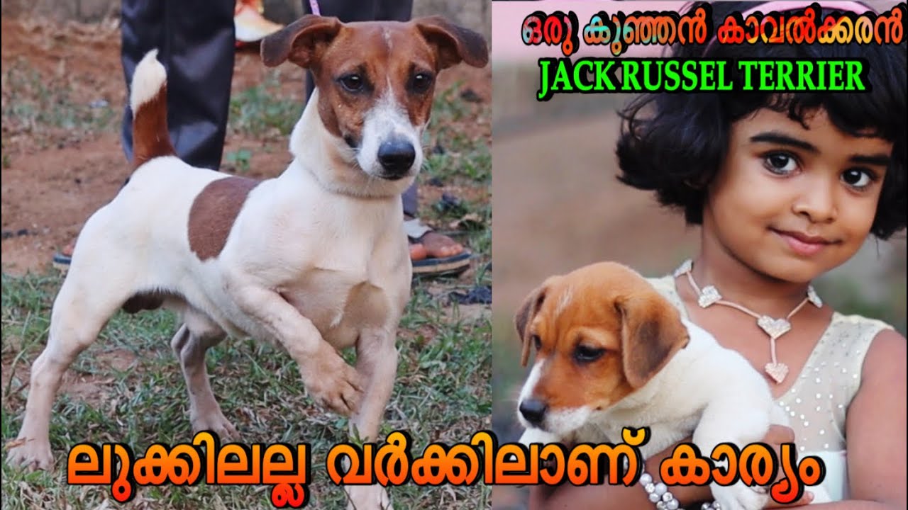 റൊട്ടിനെ പോലും വിരട്ടുന്നവൻ🔥ഇത്തിരി കുഞ്ഞൻ |JACK RUSSEL TERRIER| 