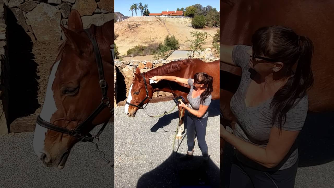Moxa light for horses by Kay Gallen-Kallela/Aminara Healing