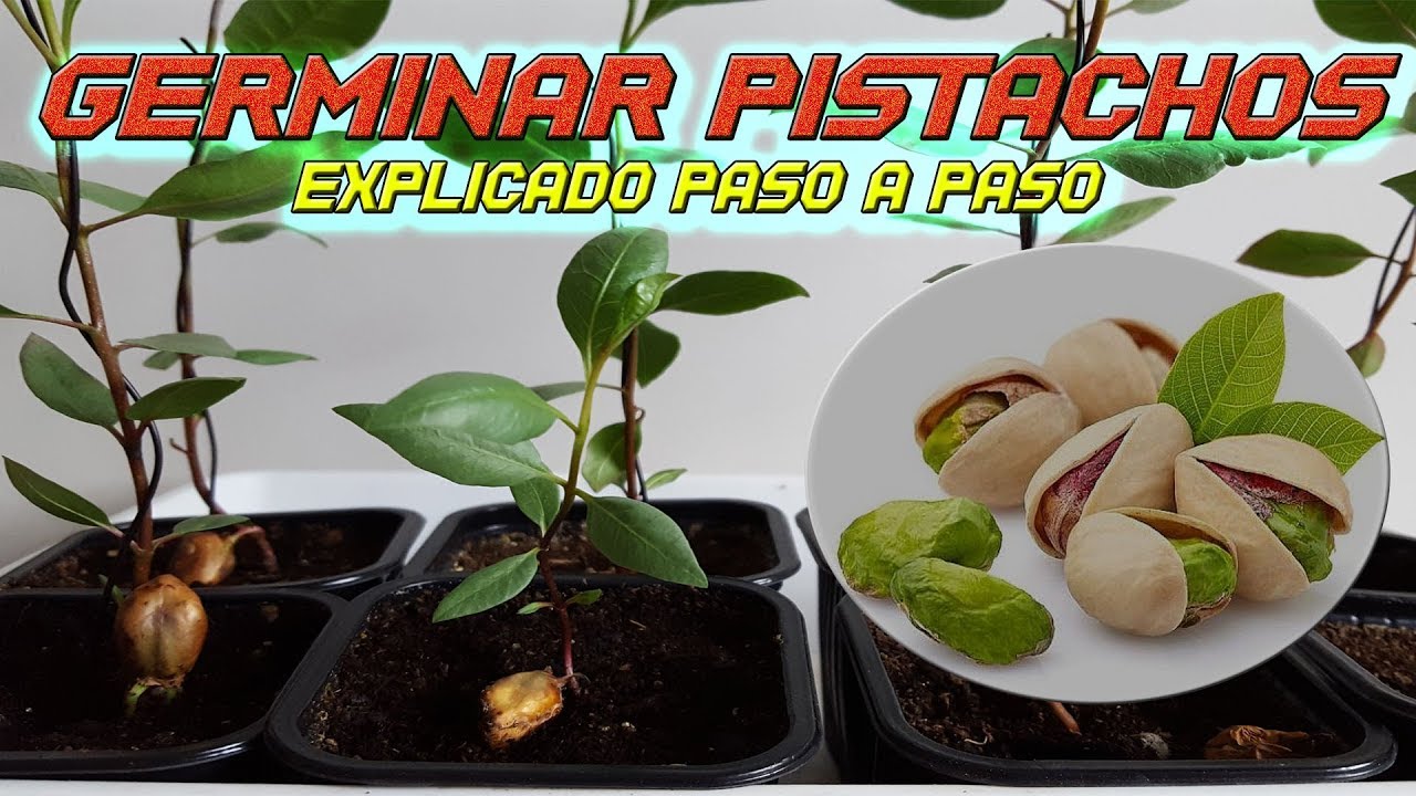 INCREIBLE: Como Germinar Semillas de Pistacho | Germinar Pistacho | Sembrar Pistacho | Plantar