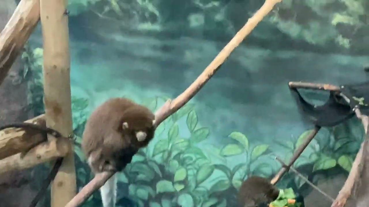Mokeys!!