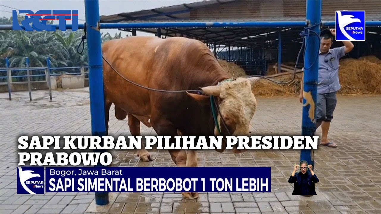 Sapi Kurban Pilihan Presiden Prabowo | SIS | Rabu, 28 Mei 2025