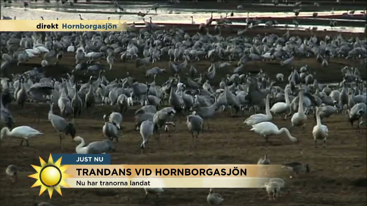 Nu dansar tranorna vid Hornborgarsjön - Nyhetsmorgon (TV4)