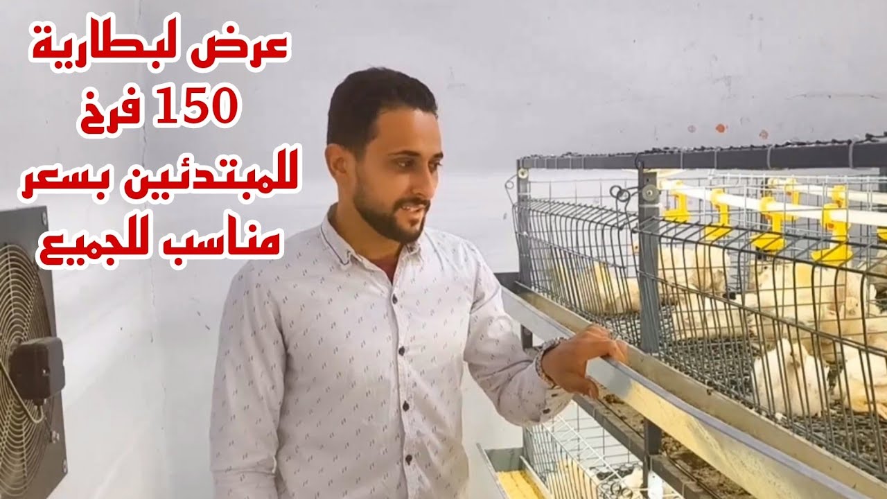 عرض البطارية 150 فرخ بجميع مشتملتها والادوية مع مصطفى الجمال 01014576300