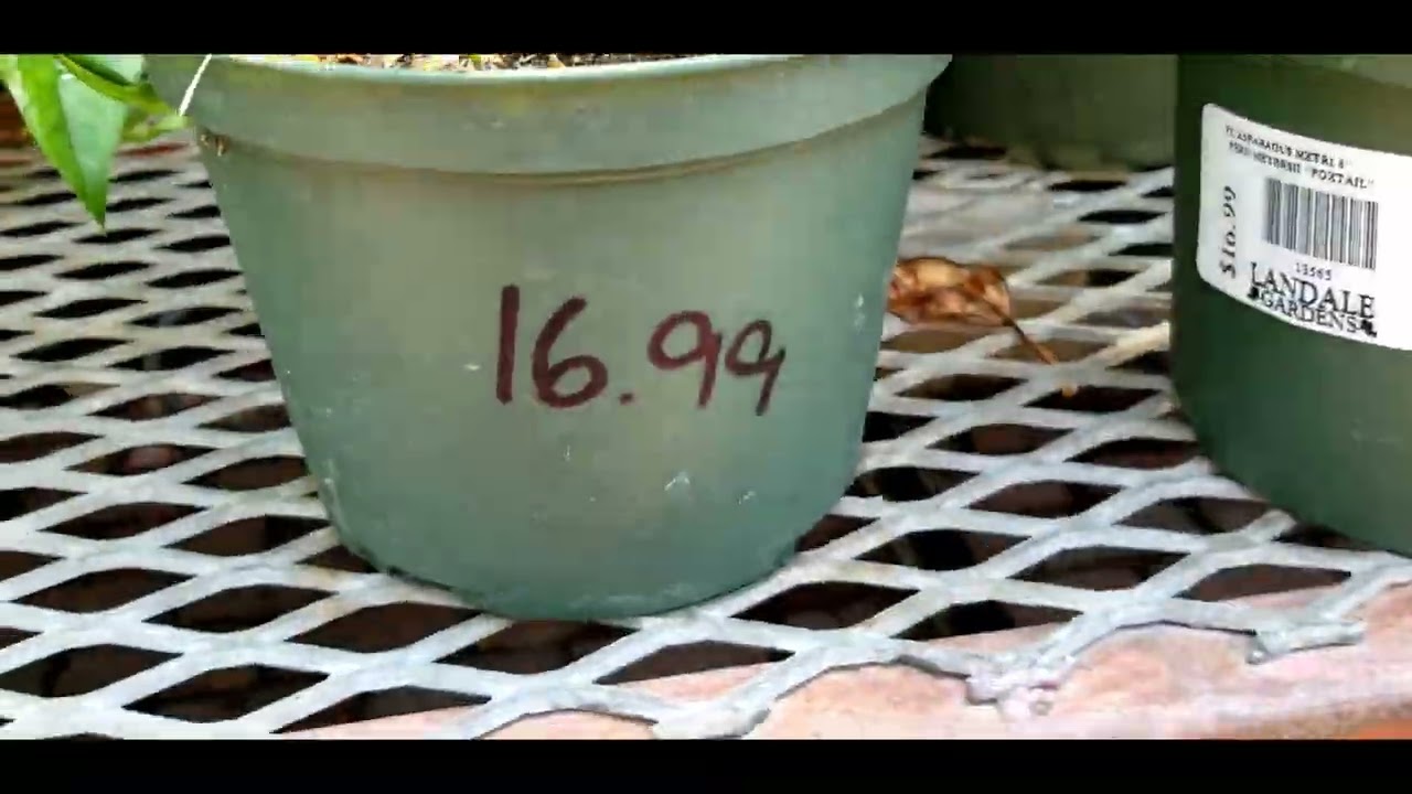 $50 Bonsai challenge - Part one