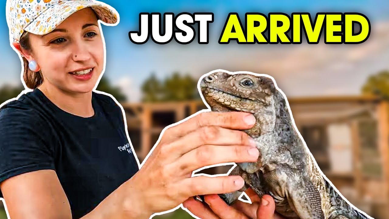 We Got Iguanas!!!