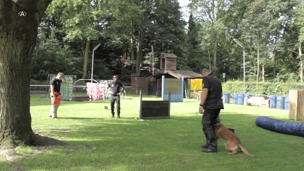 Opleiding patrouillehonden Politie Antwerpen