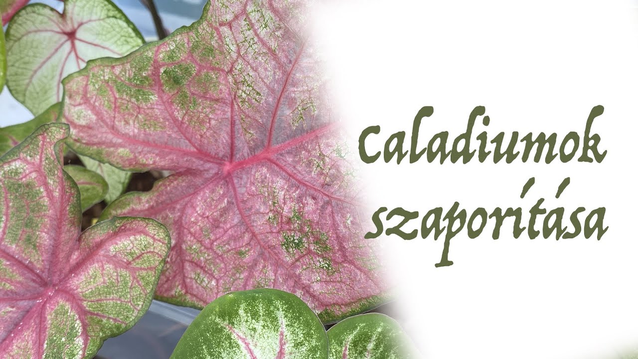 Ep. 83.: Caladiumok szaporítása