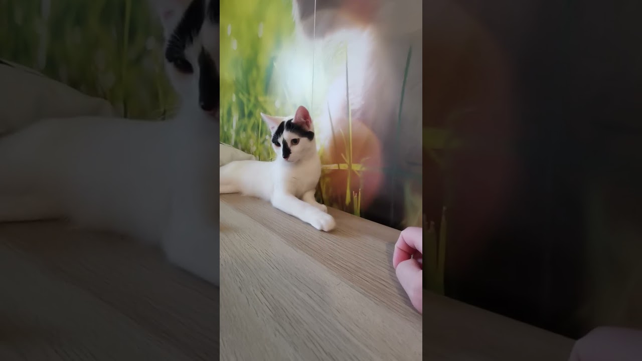 Chats en vacances - La vidéo du jour : 16/02/2026
