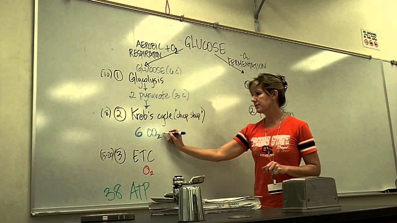 Bare Basics of Energy Production Metabolism for Microbiology whiteboard lecture