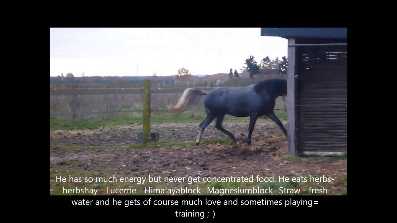 Amado Muguet -- bred by Yeguada Pura Raza Espanola Muguet -- in the Netherlands.