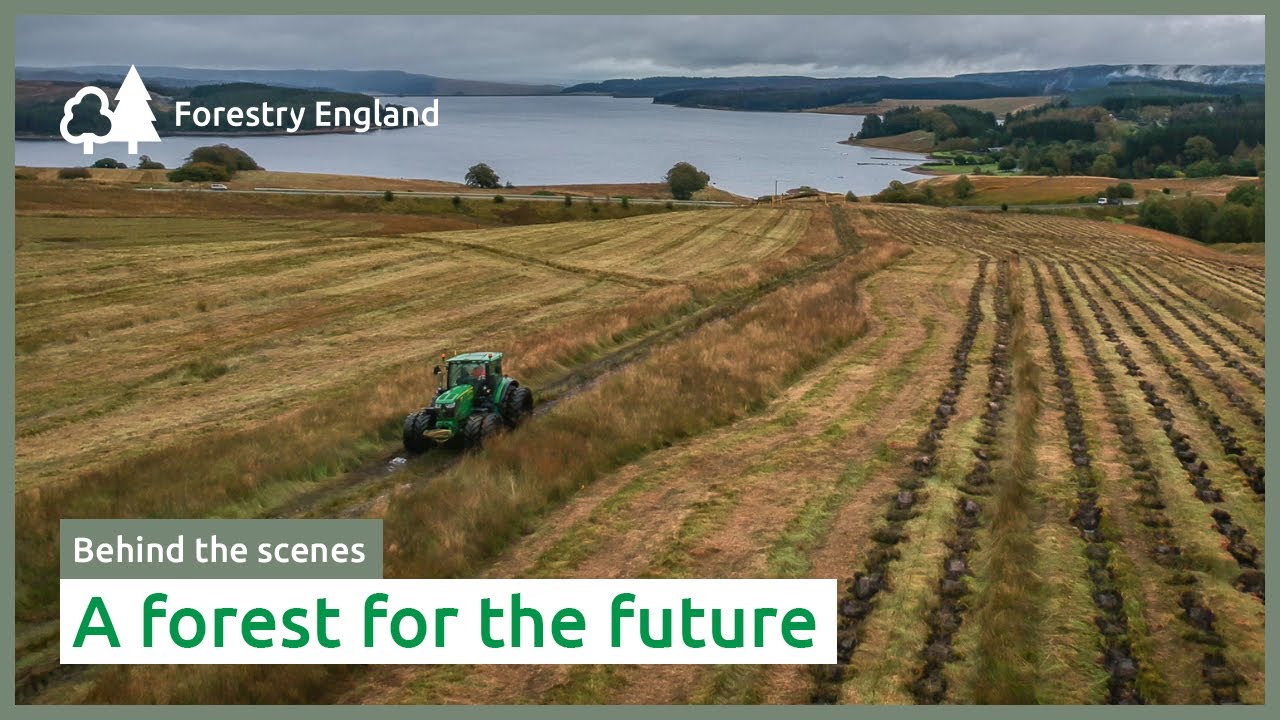 A forest for the future | Rushy Knowe woodland creation