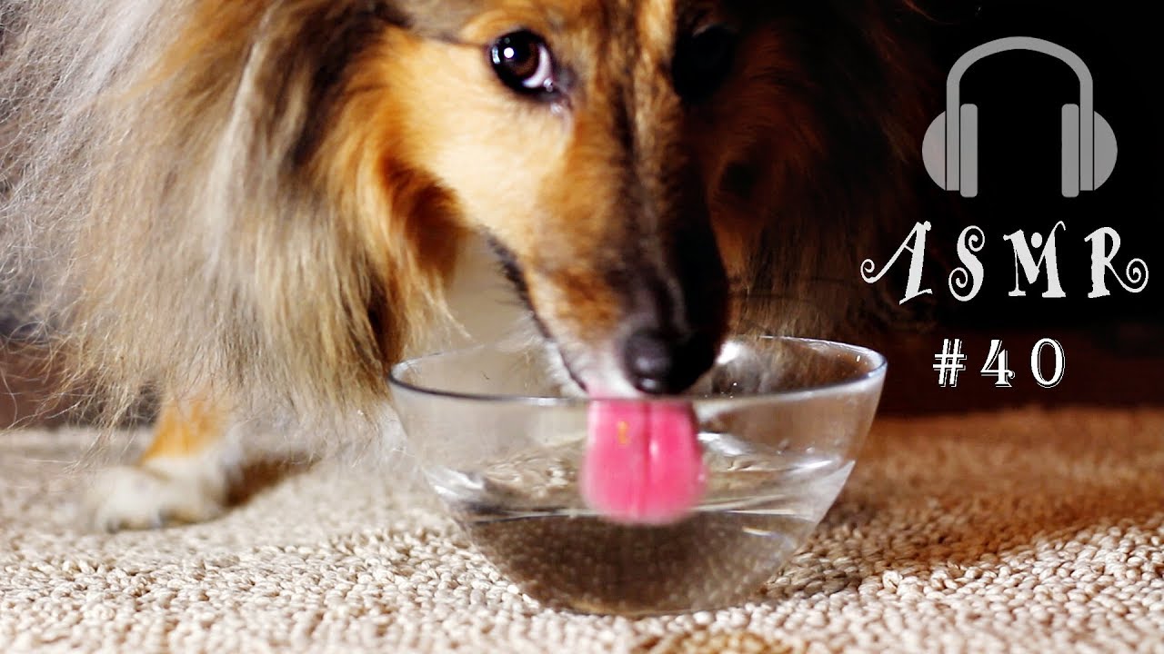 #40 Dog Drinking Water Relaxing Sounds Sheltie Shetland Sheepdog