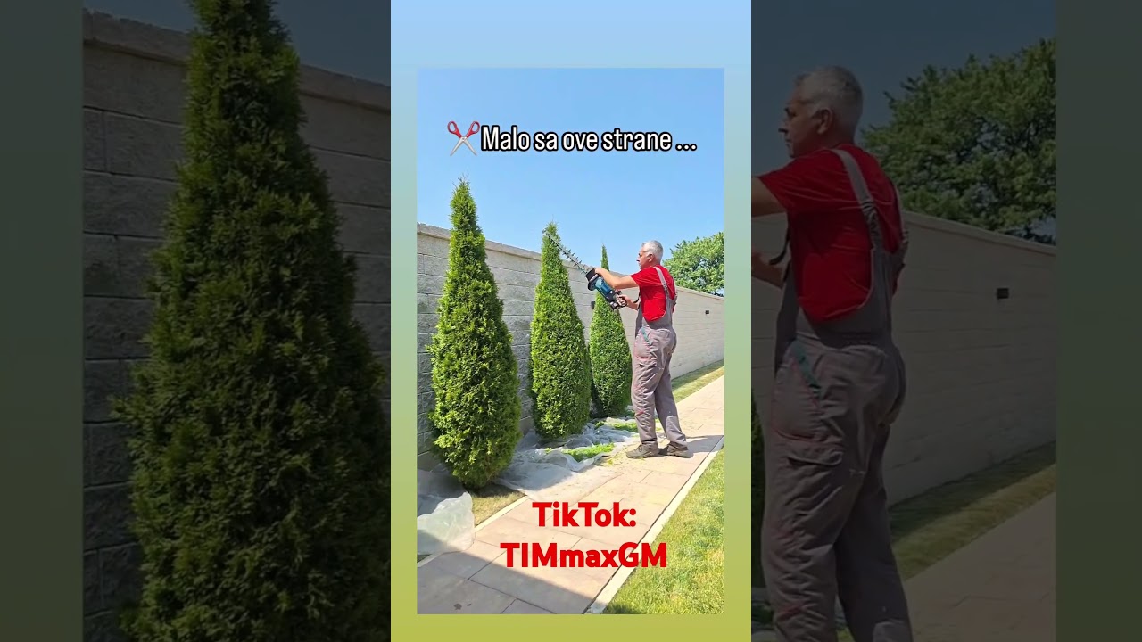 Orezivanje i oblikovanje tuja Čačak0645455055 #gardenservis_timmax #21godina_TIMmax_rada #timmaxgm