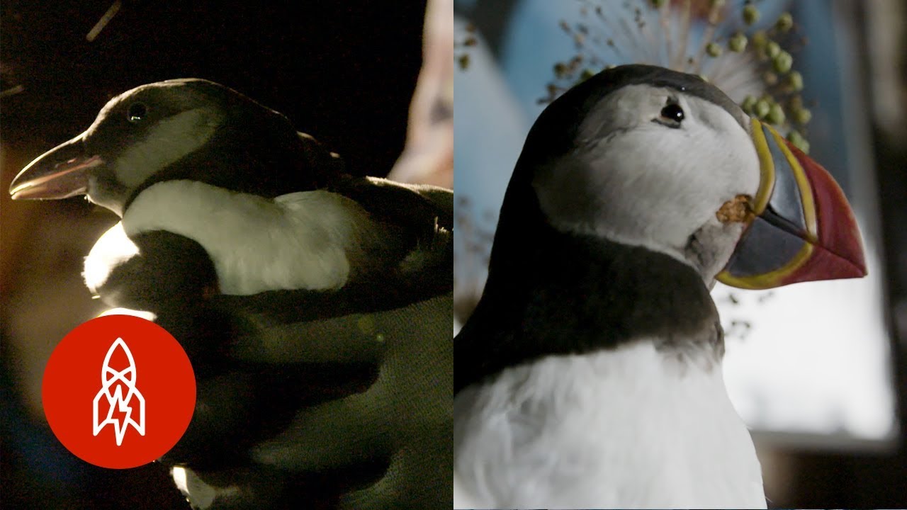How Puffins Have Divided This Canadian Town