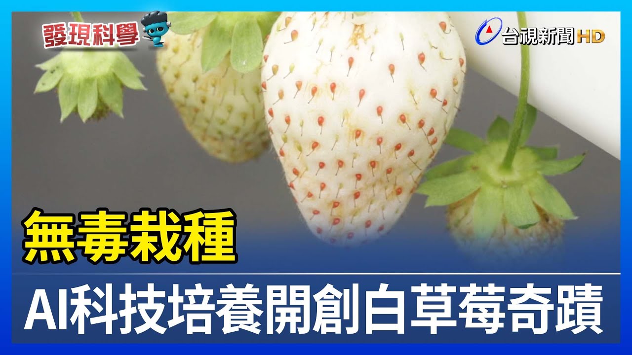 無毒栽種 AI科技培養開創白草莓奇蹟【發現科學】