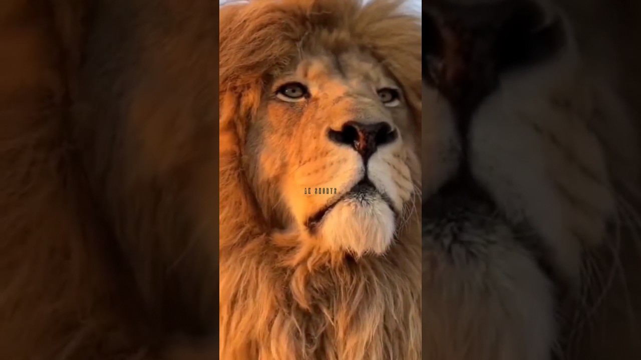 The Lion King 4K🦁😱 #wild #motivational  #habibi #reels #viral #worldwide #world #shorts