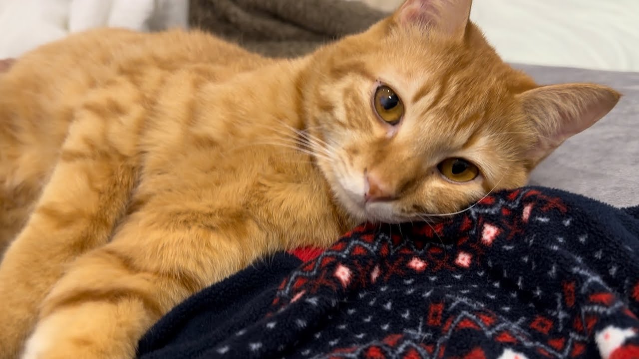 大好きなママと一日中家にいたら超甘えん坊猫がこうなりました【とらまる】