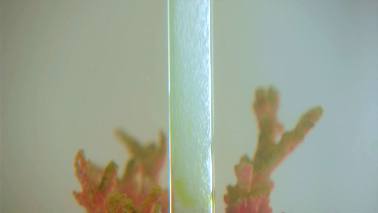 biOrb cleaning made simple