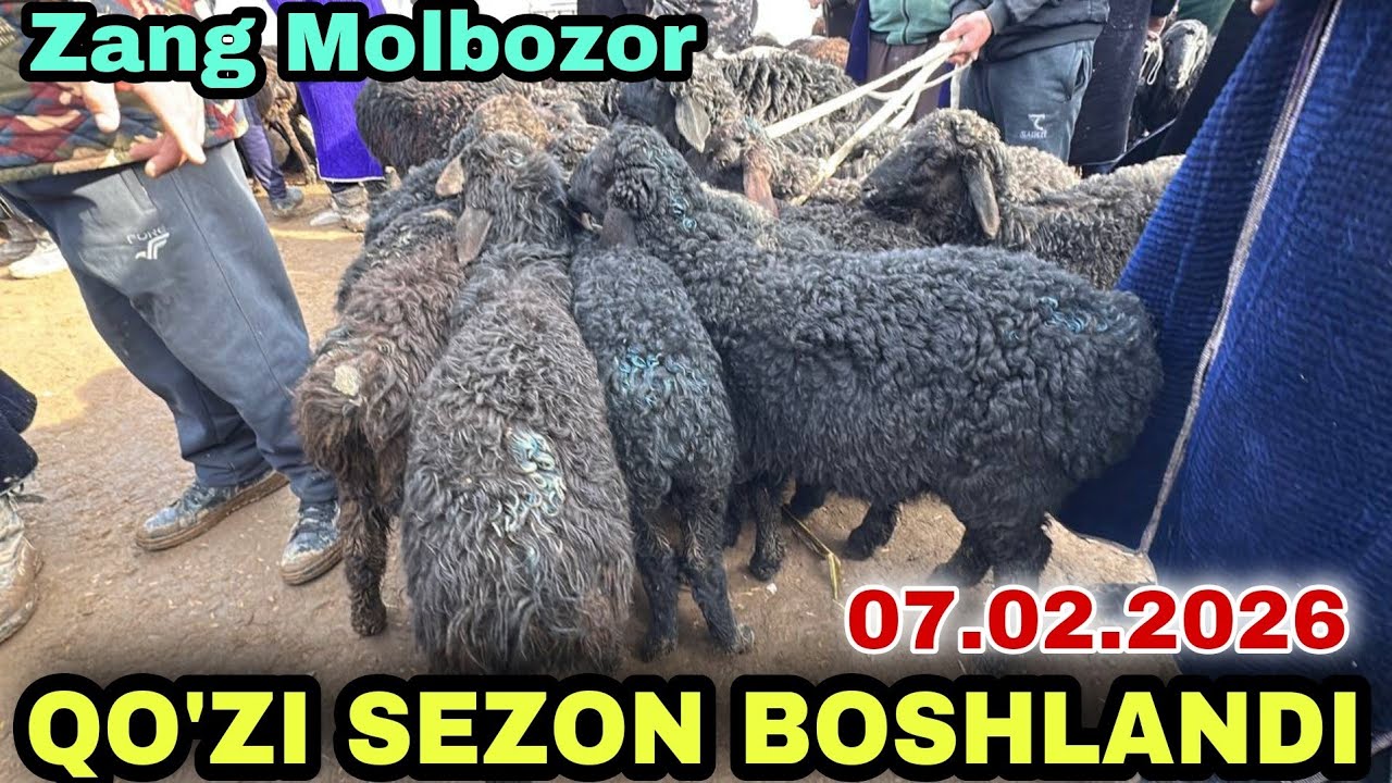 SOTILGAN QO'ZILAR NARXLARI ZANG MOLBOZORDAN 