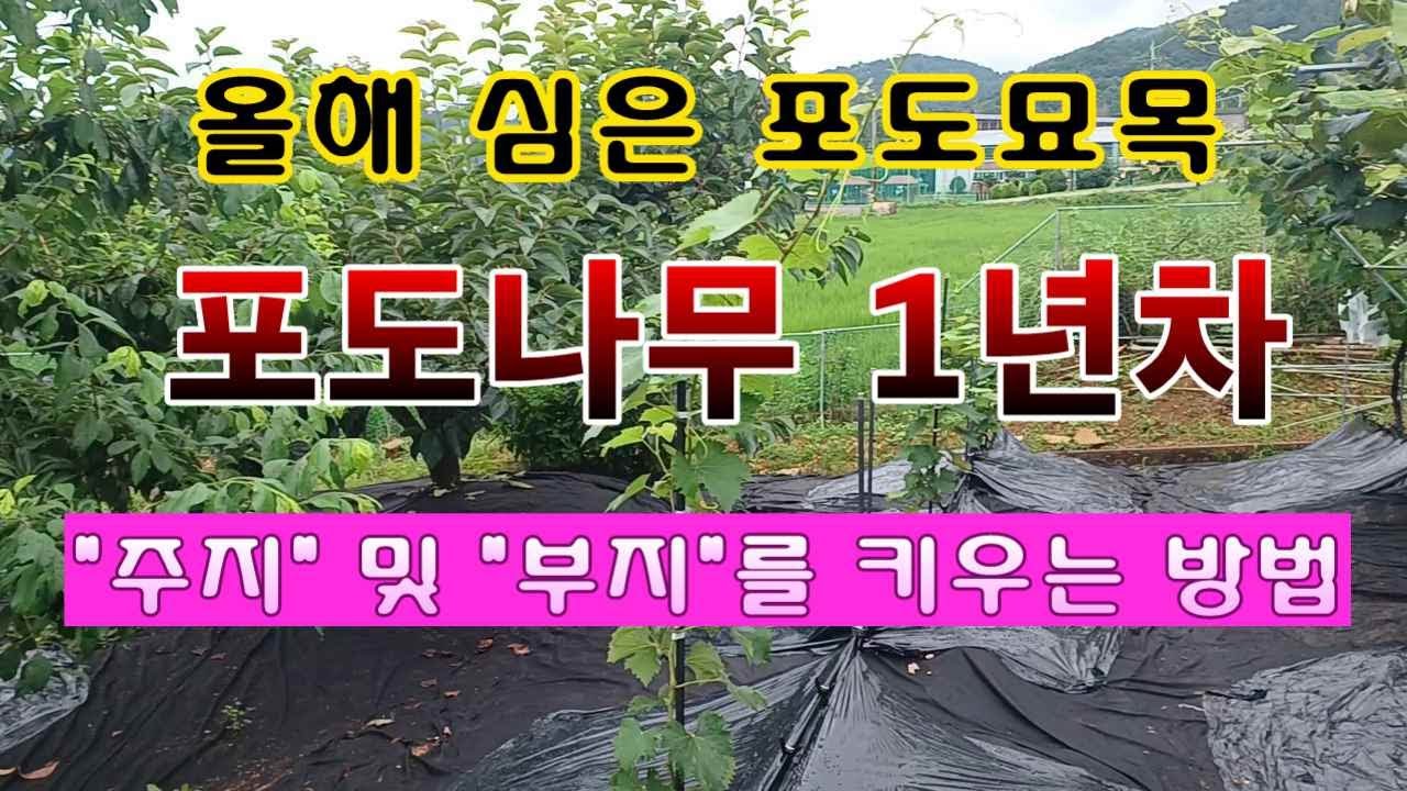 [텃밭농부 1,600]  1년차 포도나무의 주지 및 부지를 키우는 방법 #포도재배