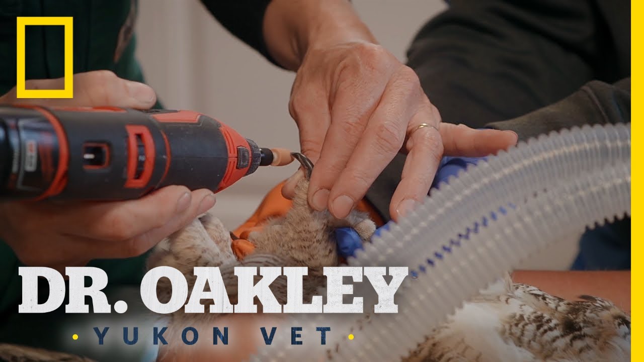 A Snappy Owl Gets a Nail Trim | Dr. Oakley, Yukon Vet