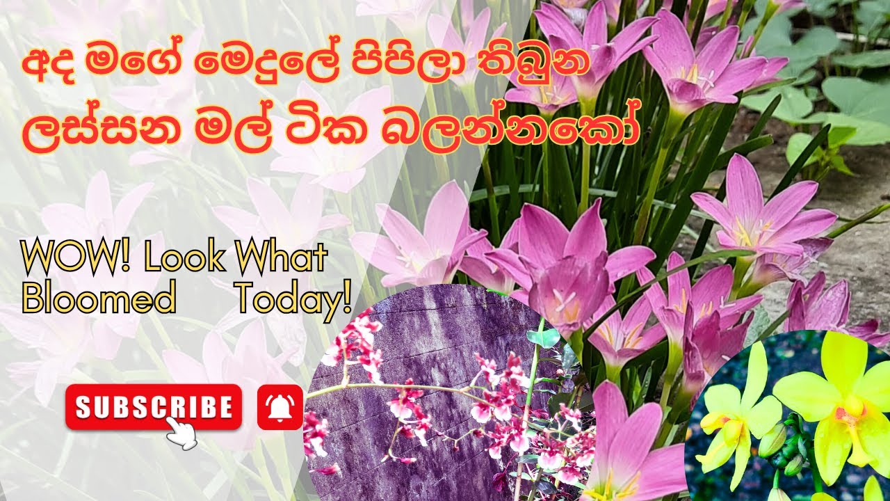 Morning Bloom Magic in My Garden |Today’s Floral Wonder |Don’t Miss This Beauty අද පිපුණු ලස්සන මල්
