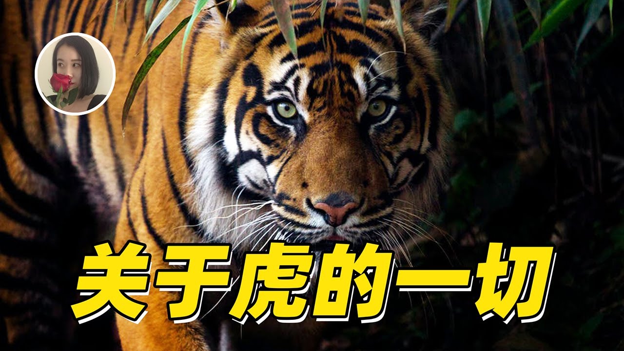 【孤独的王者】关于老虎的皮毛、猎杀和繁衍的一切|All about tigers