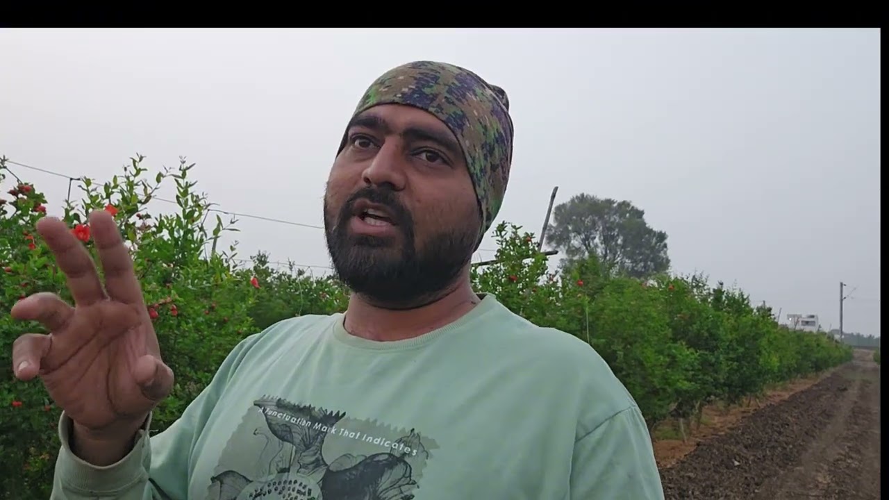 डाळिंब सेटिंग मध्ये नर- मादी ओळख आणि पाणी व्यवस्थापन.....!
