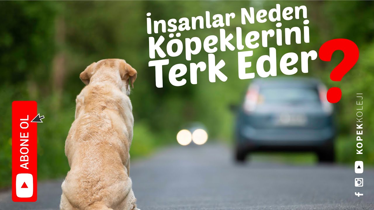 İnsanlar Neden Köpeklerini Terk Eder?