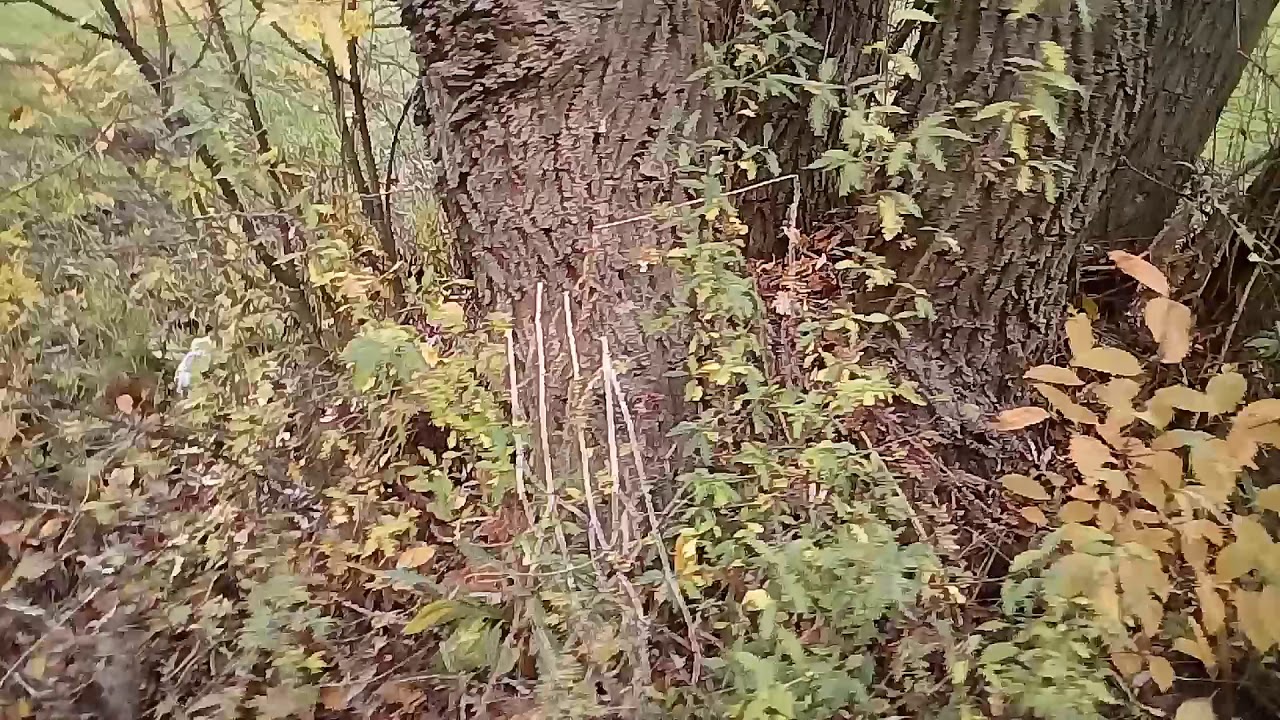 Foksterier szorstkowłosy nauka odłożenia.