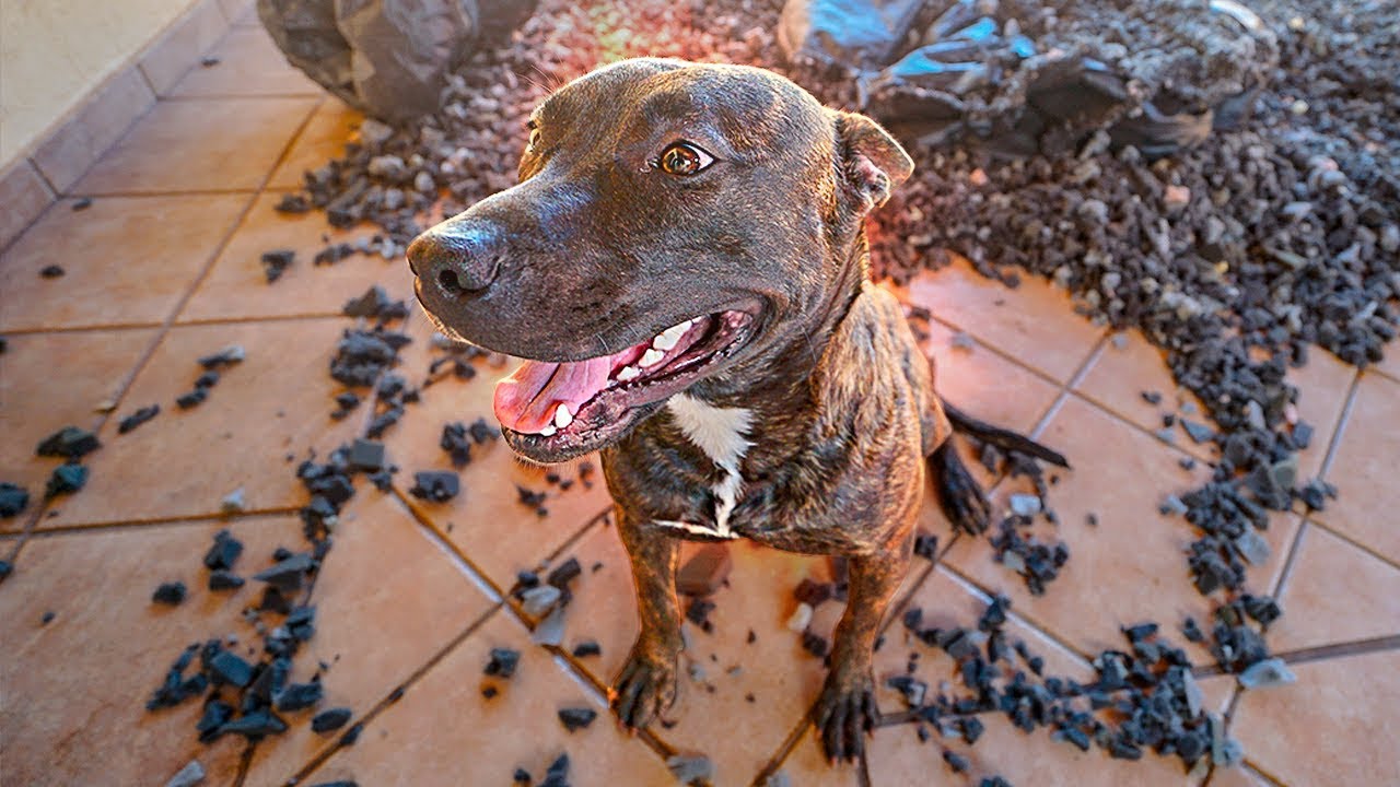MEU CACHORRO DESTRUIU MINHA CASA !