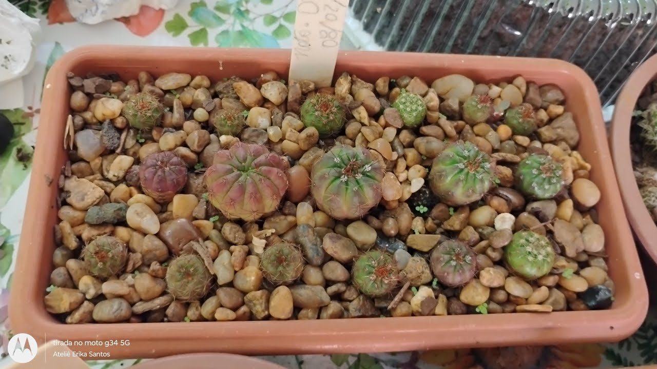 Como semear cactos 🌵 meu jeitinho morenaflor e cactos 🌵