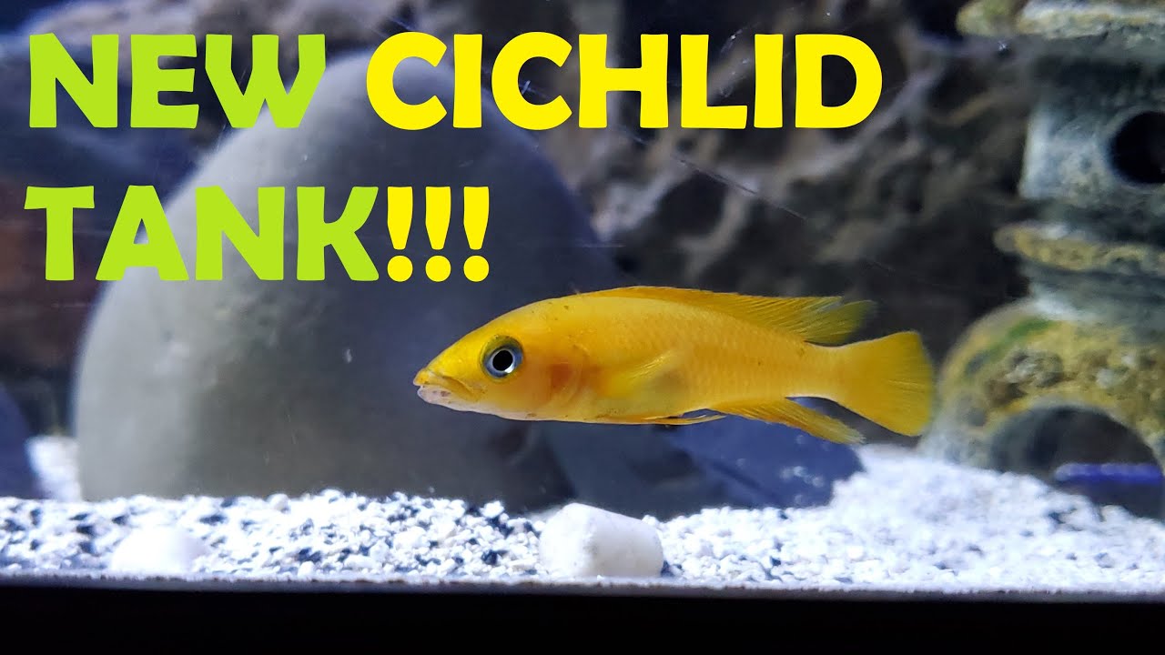 NEW CICHLID TANK!  The Tanganyika - PLUS TANK SETUP