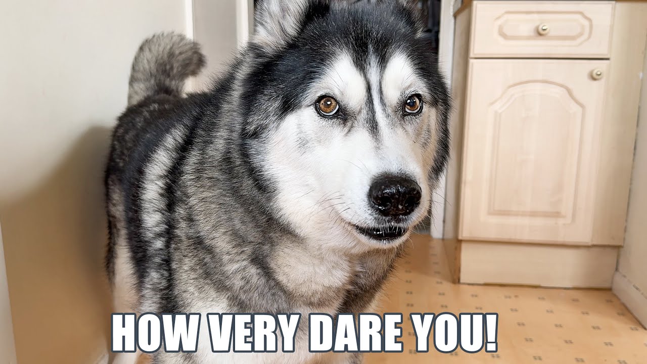 This Was All My Fault! Husky Out Of Control!