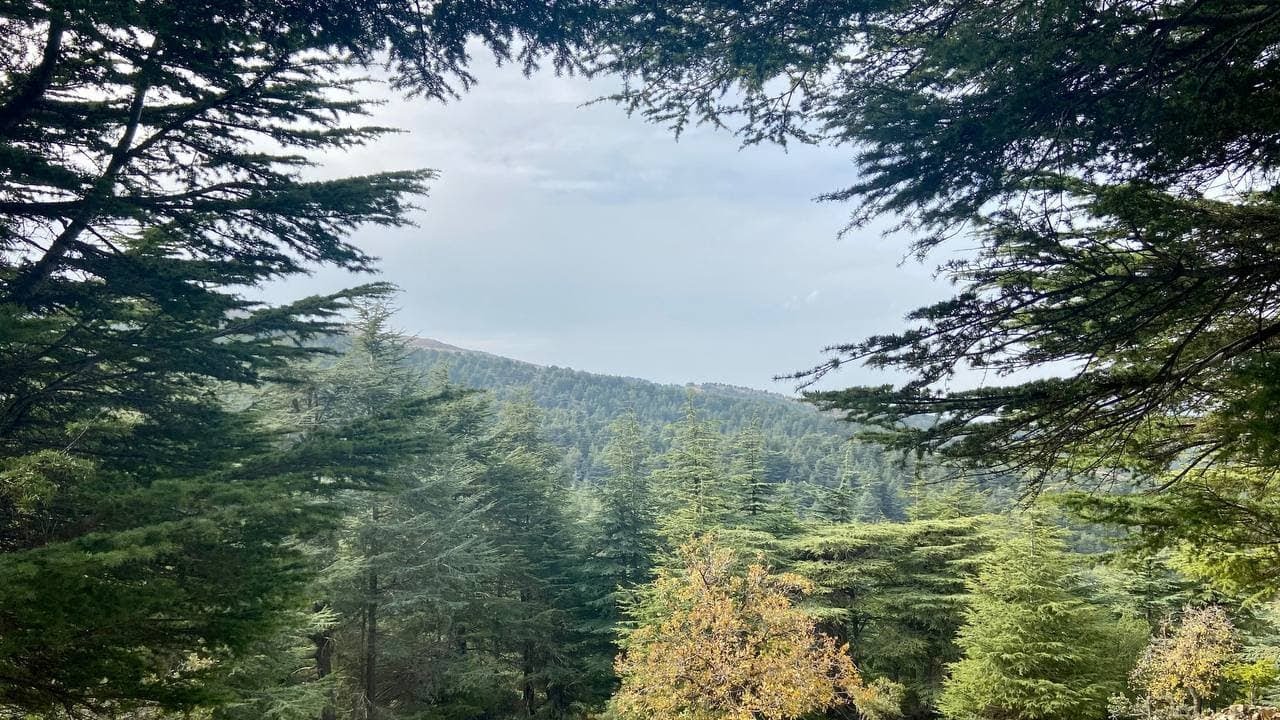 Hike with me 🥾 Among Cedar trees from Hadath el Jebbeh to Tannourine  - Lebanon 🇱🇧 (Portrait Video)