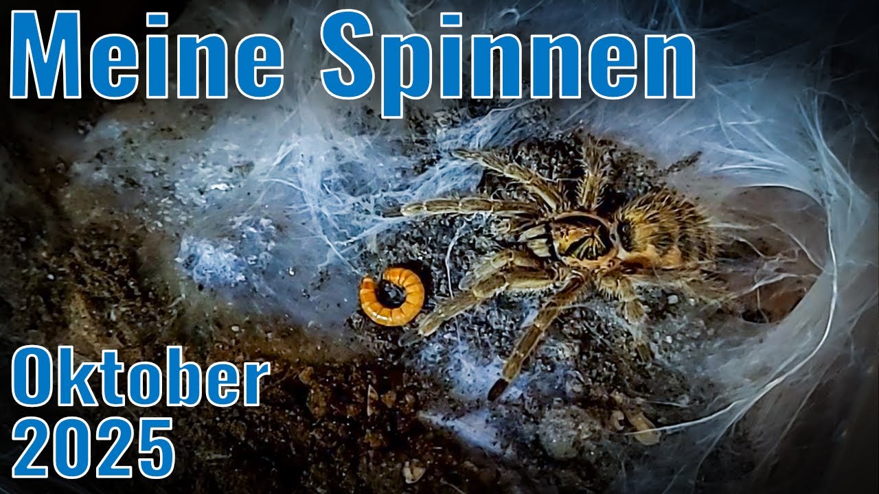 So läuft’s bei meinen Vogelspinnen - Neues, Häutungen & Überraschungen! Oktober 2025