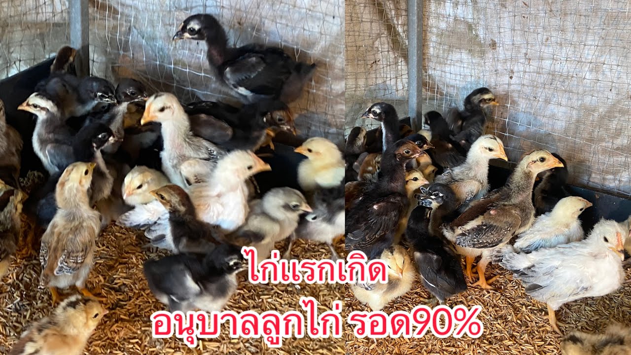 อนุบาลลูกไก่อย่างไร  ให้รอด ถึง 90% มาชมกันครับ #farm #ไก่บ้าน #chicken