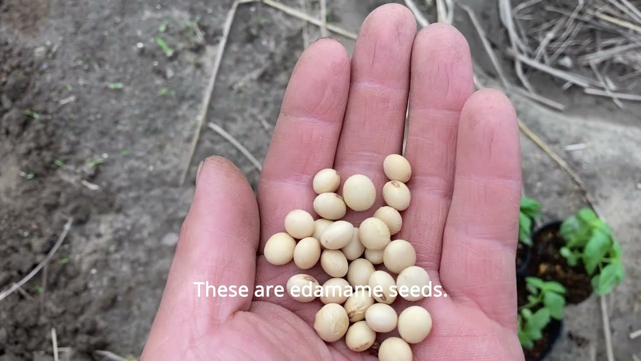 Planting Organic Japanese Vegetables - Kokoro Media Online Farming