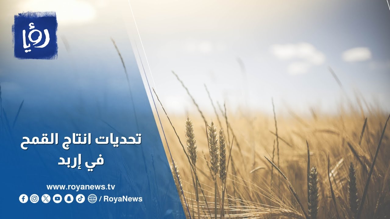 لماذا يواجه مزارعو إربد صعوبة في إنتاج القمح؟