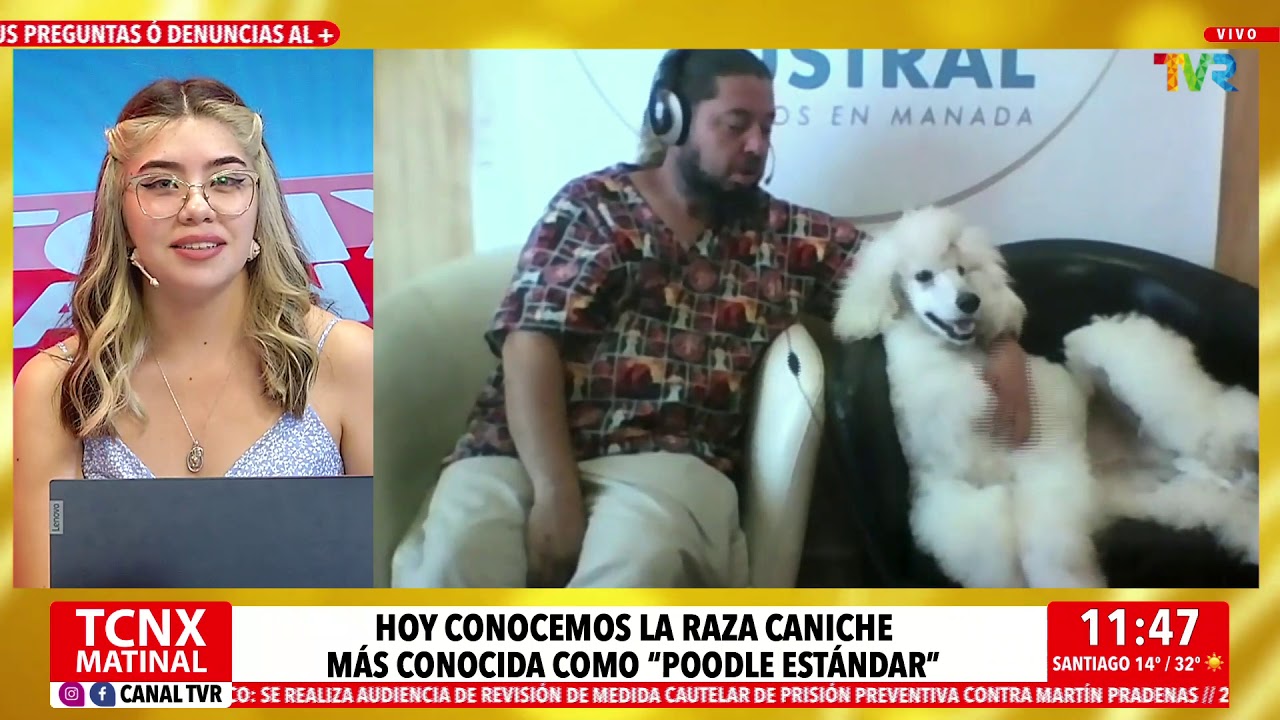 Milenko Ullrich y Paulo Morales nos enseñan la raza Caniche Standard Poodle Gigante