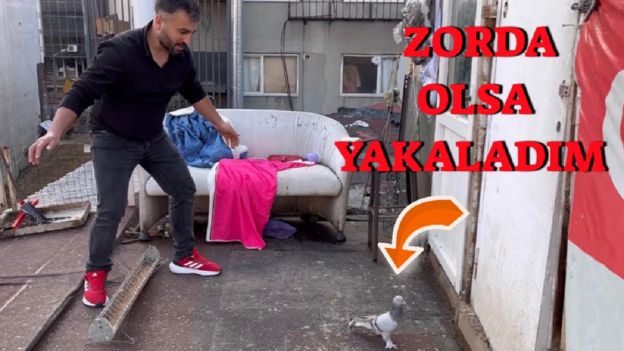 Paşanın Güvercin Kümesine Ziyaret  ( Kaçak Yağmuru Kula Yakaladım )