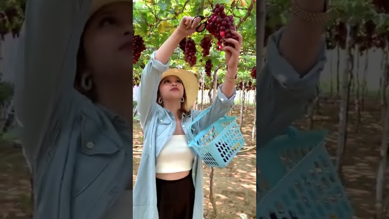 Petik Anggur Everest #grape #grapes