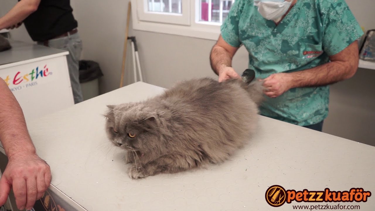 Anestezisiz Kedi Tıraşı - Kedi Tıraş Olurken Nasıl Sakin Duruyor?