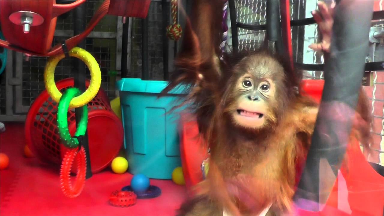 We Love Monkey World S2 Ep3