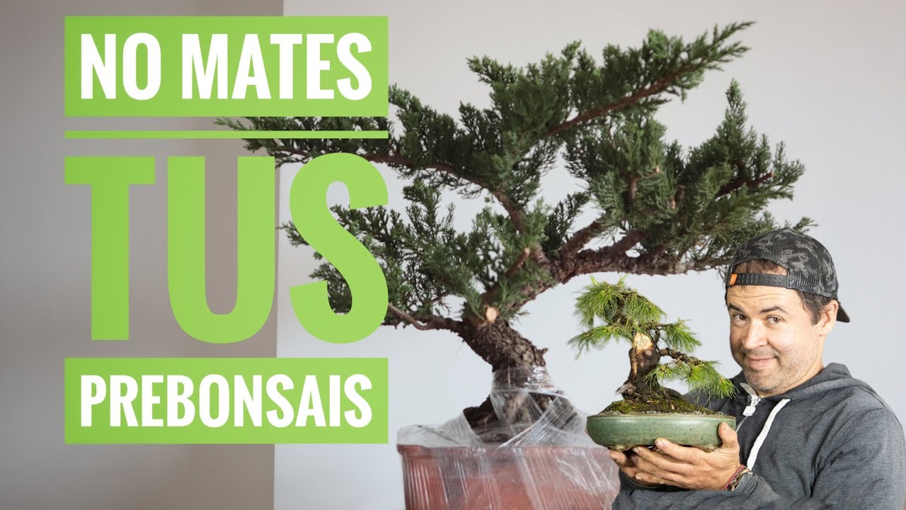No mates tus prebonsais, bonsái el arte de la paciencia #bonsaicolombia #bonsaimedellin