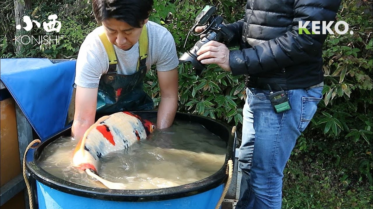 PANEN KOI JUMBO, Imada Ikeage 1,  Konishi Koi Farm , Hiroshima | Tutorial Kolam Koi (22)